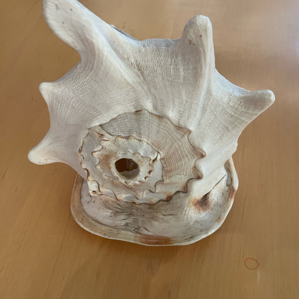 GIANT GR POLISHED CONCH SEASHELL